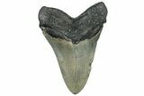 Serrated, Fossil Megalodon Tooth - North Carolina #309485-1